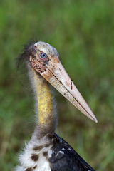 Leptoptilos javanicus