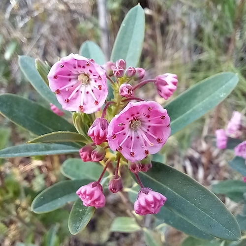 Image of Kalmia carolina by (c) Ramon and Suzanne Vargas, some rights reserved (CC BY-SA)
