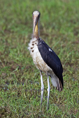 Leptoptilos javanicus