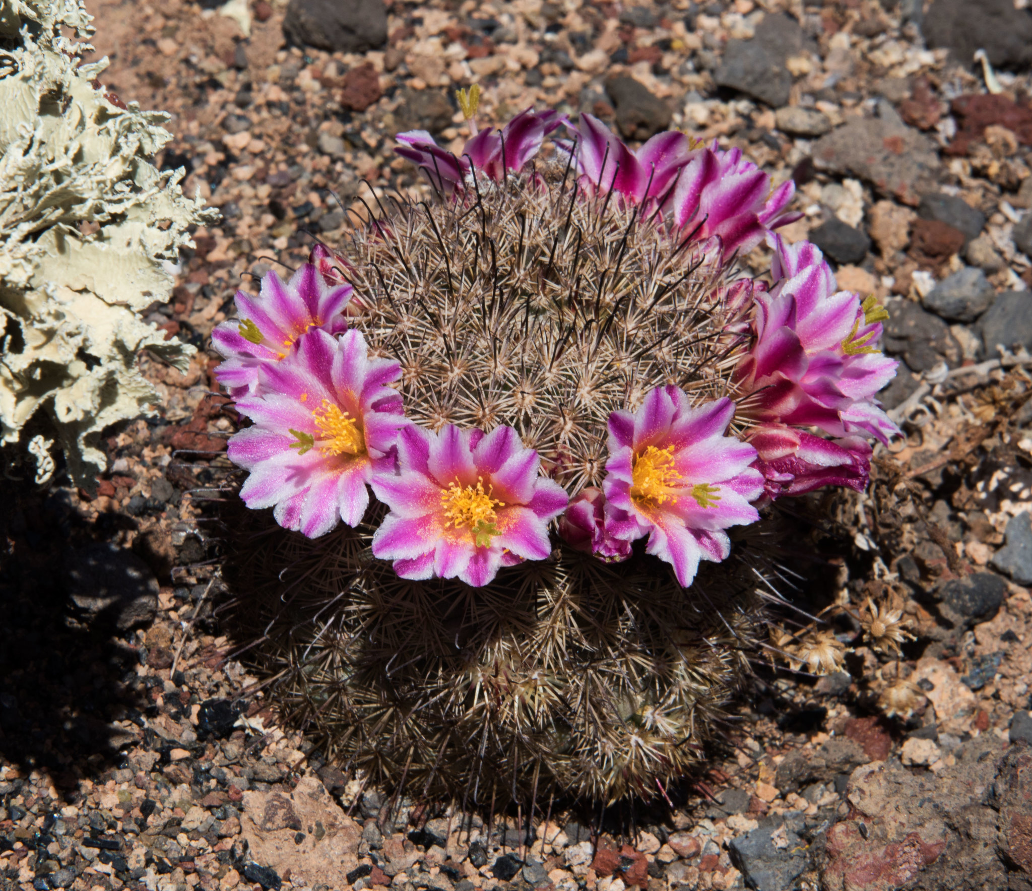 Mammillaria blossfeldiana