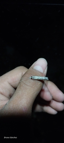 Marilia flexuosa