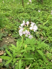 Cardamine bulbifera