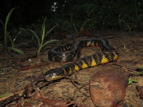 Erythrolamprus breviceps