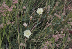 Calystegia peirsonii