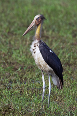 Leptoptilos javanicus