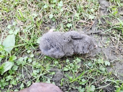 Chinese Mole Shrew photo 3