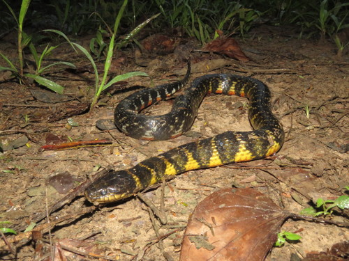 Short Ground Snake