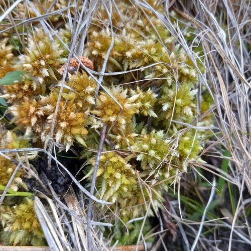 Image of Sphagnum perichaetiale by (c) Ramon and Suzanne Vargas, some rights reserved (CC BY-SA)