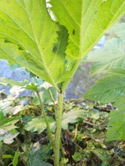 Heracleum mantegazzianum