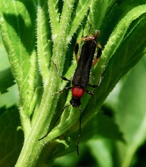 Callimoxys fuscipennis