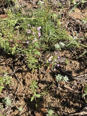 Hedeoma reverchonii