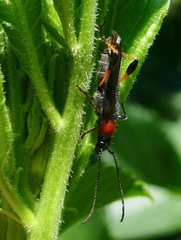 Callimoxys fuscipennis