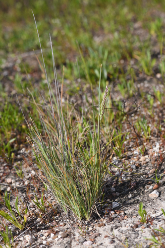 napa blue grass (Poa napensis)