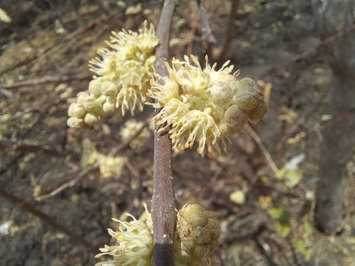 Croton axillaris