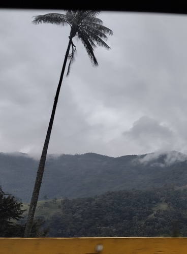 Ceroxylon quindiuense