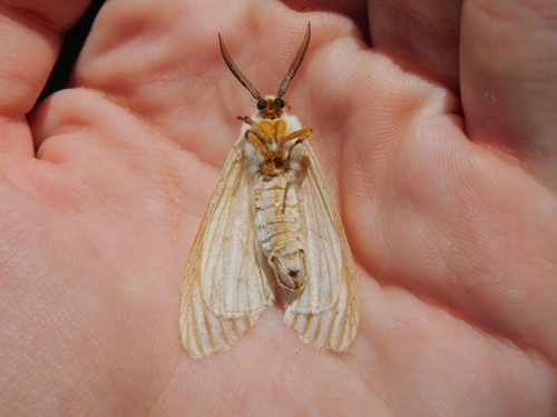 Echo Moth photo 5