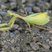 Miomantis caffra - Photo (c) Emily L. Stanley, μερικά δικαιώματα διατηρούνται (CC BY-NC), uploaded by Emily L. Stanley