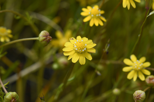 Sonoma sunshine (Blennosperma bakeri)