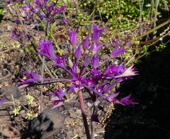 Allium peninsulare