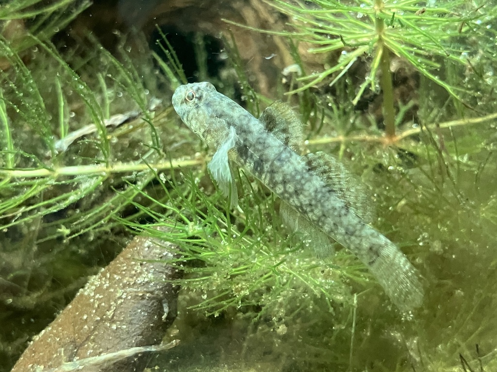 Code goby (Gobiosoma robustum) — Gobiidae
