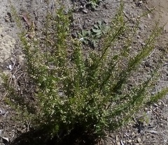 Cryptandra amara