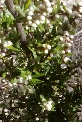 Cryptandra amara