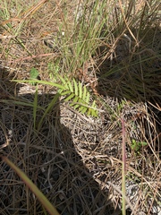 Pteris bahamensis