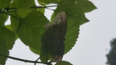 Pareumelea eugeniata