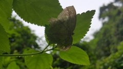 Pareumelea eugeniata