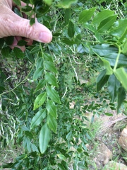 Styphnolobium affine