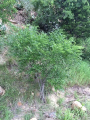 Styphnolobium affine