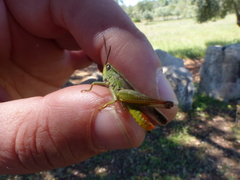 Chorthippus apicalis