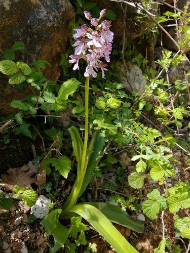vstavač purpurový (Orchis purpurea)