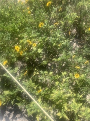 Helianthus debilis image