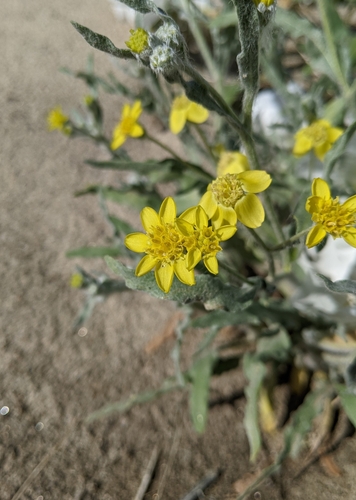 Image of Baileya pauciradiata by (c) Kayla Sweeten, some rights reserved (CC BY)