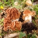 Gyromitra ticiniana - Photo (c) rene_berlin, some rights reserved (CC BY-NC), uploaded by rene_berlin