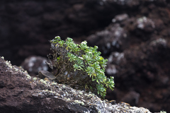 Nesocaryum stylosum