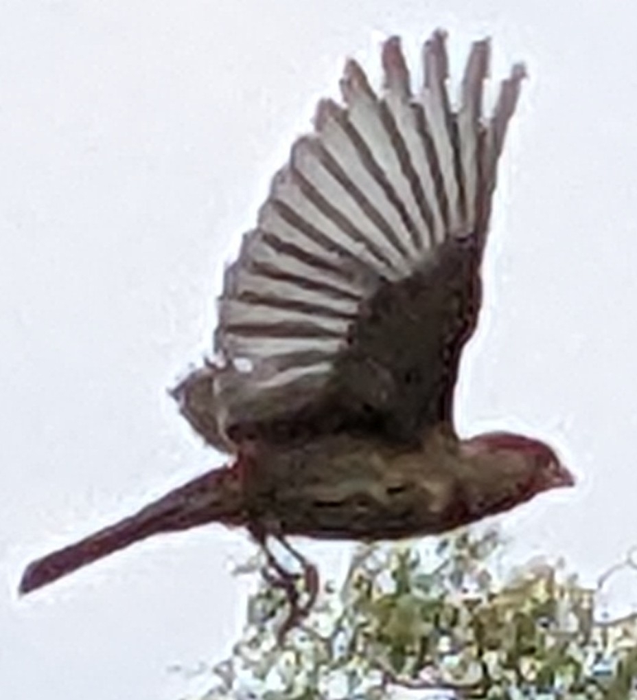 House Finch from 55825 State of Mexico, Mexico on March 31, 2024 at 03: ...