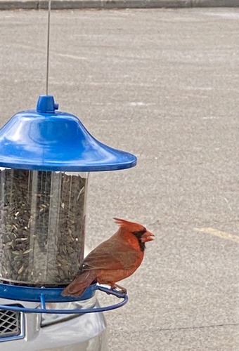 Northern Cardinal photographed in New York