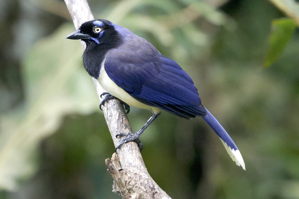 Black-chested Jay (Cyanocorax affinis) photo