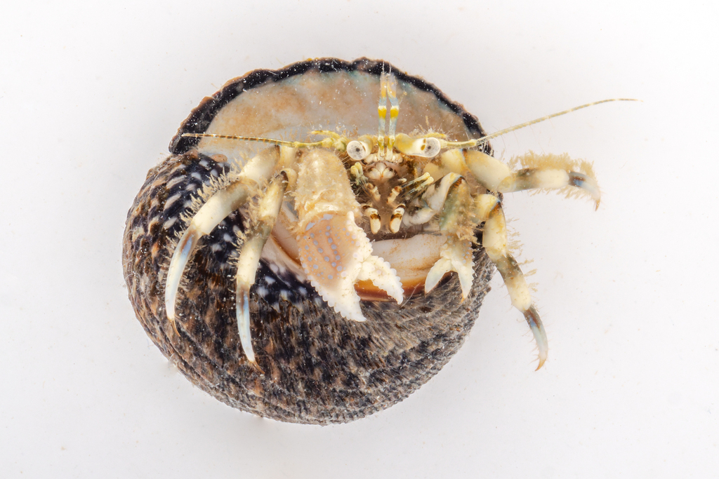 New Zealand Hermit Crab from Takapuna Reef, Hauraki Gulf, Auckland ...