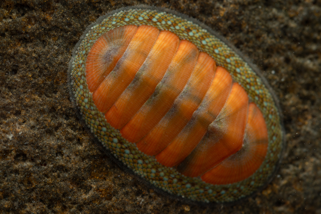 Blue Green Chiton from Takapuna Reef, Hauraki Gulf, Auckland, North ...