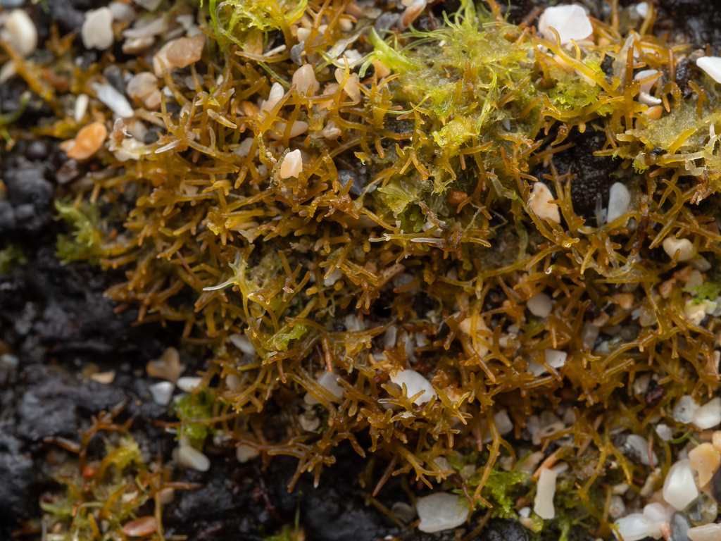 red algae from Takapuna Reef, Hauraki Gulf, Auckland, North Island, New ...