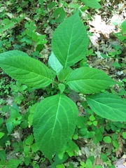 Collinsonia canadensis
