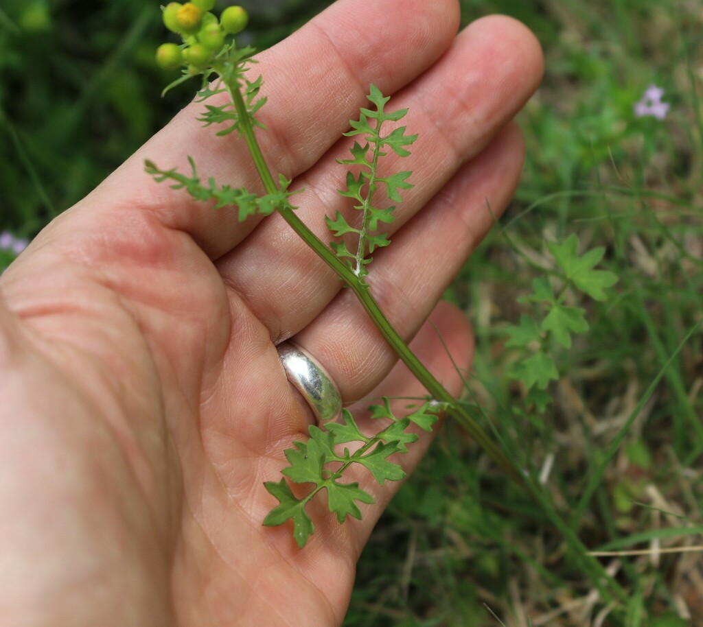 Great Plains Ragwort from Cedar Hill, TX, USA on March 23, 2024 at 03: ...