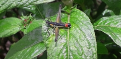 Paramastax duquei