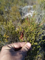 Staberoha distachyos