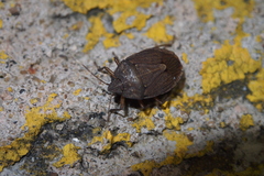 Caystrus obscurus