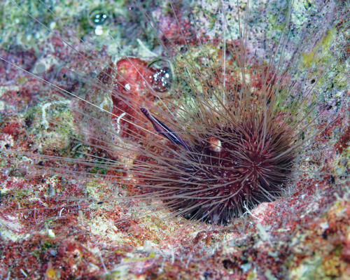 Lissodiadema purpureum, 2024-03-29
