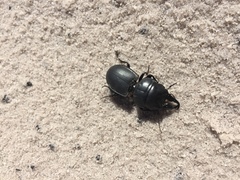 Pachyodontus languidus